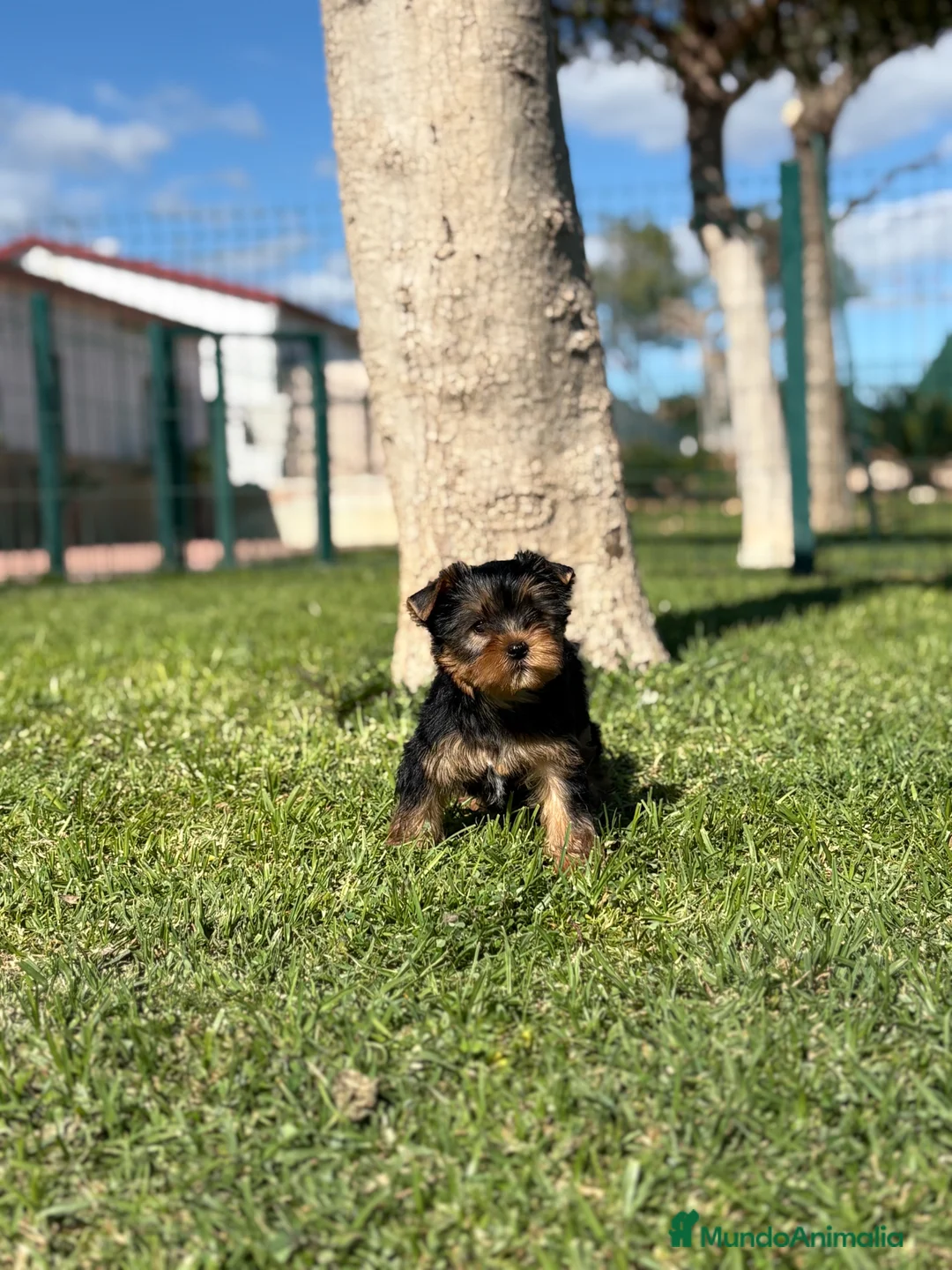 Yorkshire Terrier perros en venta: Yorkshire - Anuncio 4