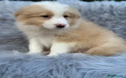 Border Collie perros en venta: Border collie - Anuncio 5