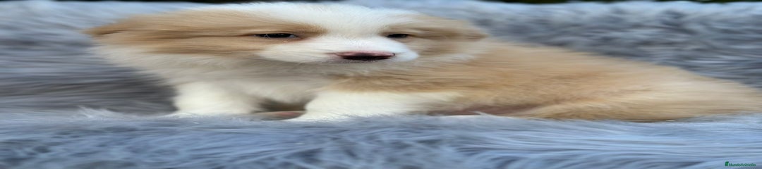 Border Collie Cachorro 1