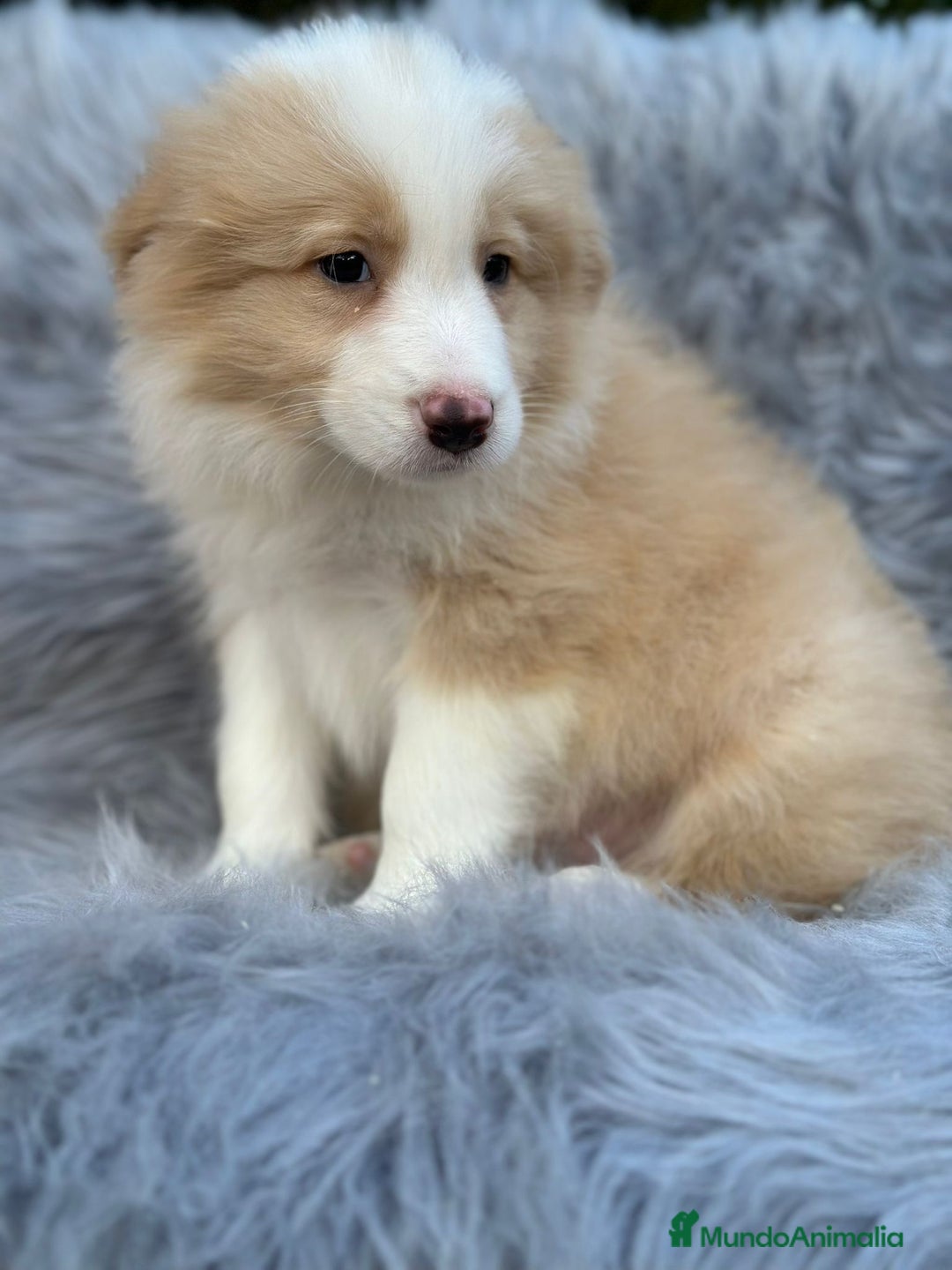 Border Collie perros en venta: Border collie - Anuncio 5