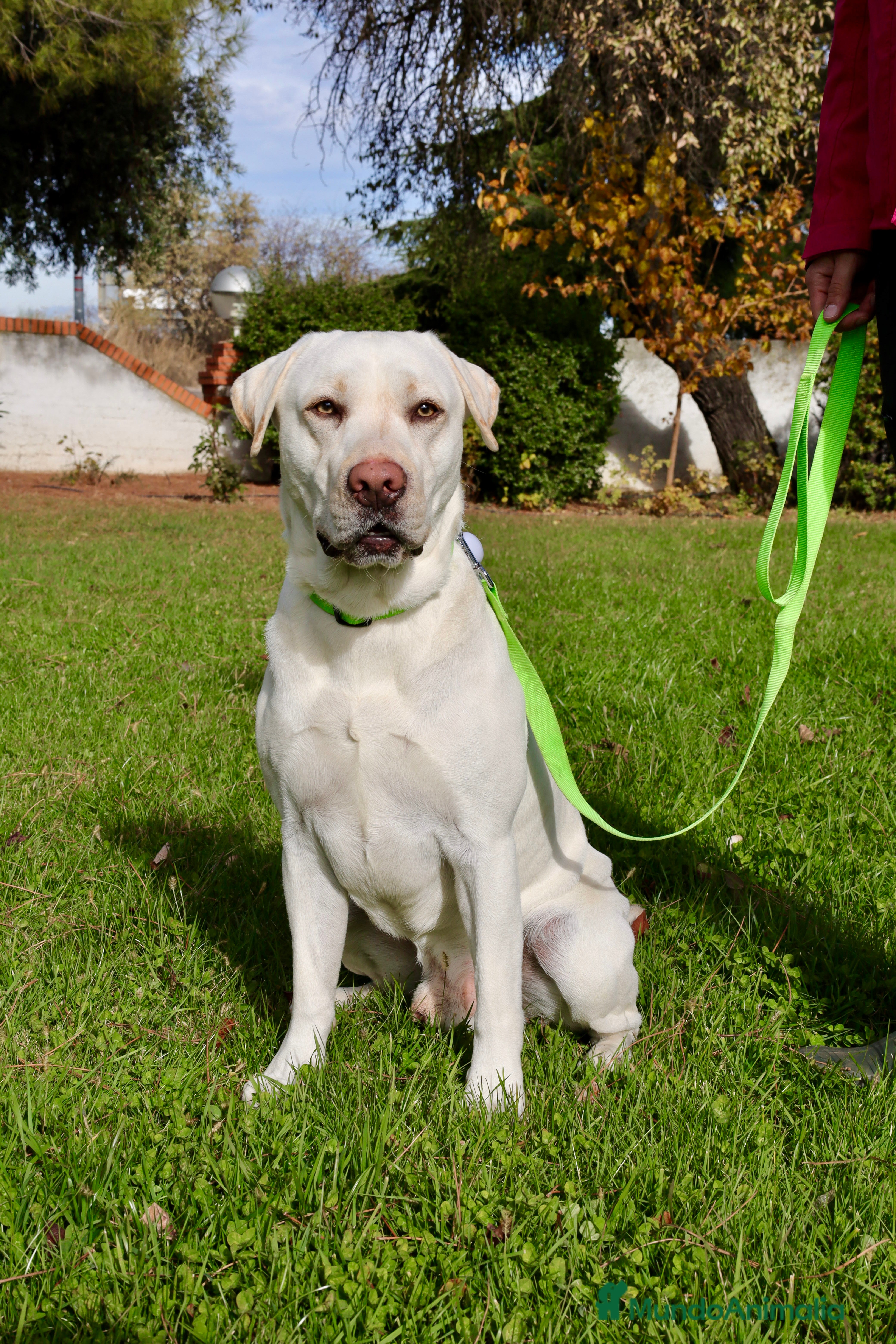Labrador Retriever perros Labrador macho amarillo claro - Anuncio 5