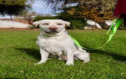 Labrador Retriever perros en venta: Labrador macho amarillo claro - Anuncio 1