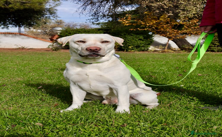 Labrador Retriever perros Labrador macho amarillo claro - Anuncio 1