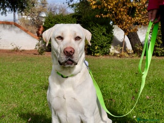 Labrador Retriever perros Labrador macho amarillo claro - Anuncio 1