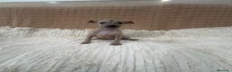 Whippet perros en venta: Whippet blue verdino - Anuncio 4