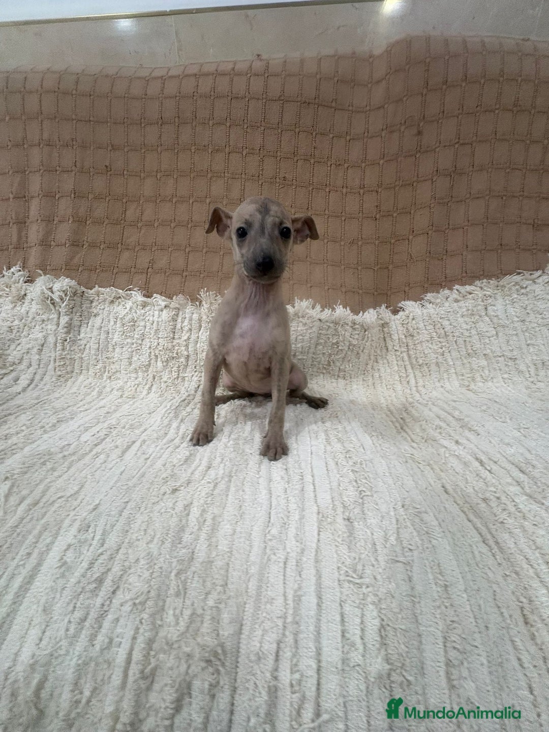Whippet perros en venta: Whippet blue verdino - Anuncio 4