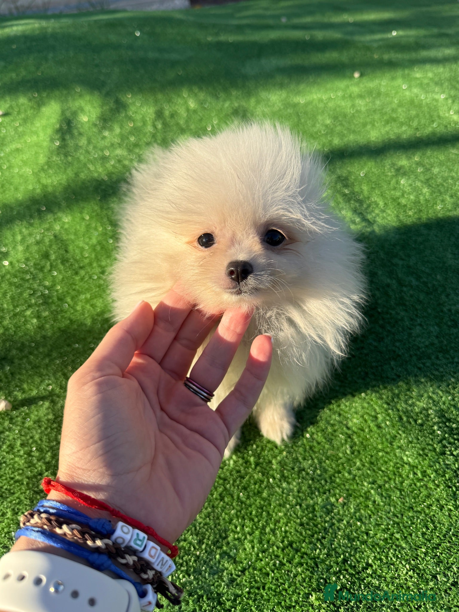 Pomerania perros Cachorrita Pomerania toy - Anuncio 1