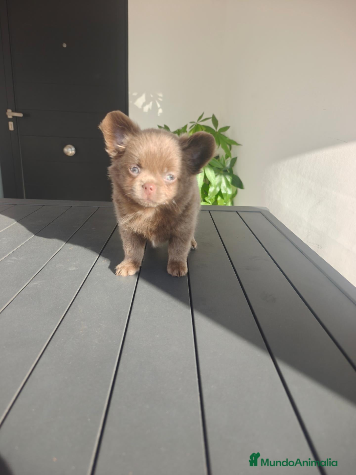Chihuahua perros Chihuahua Lilac Pelo largo  - Anuncio 1