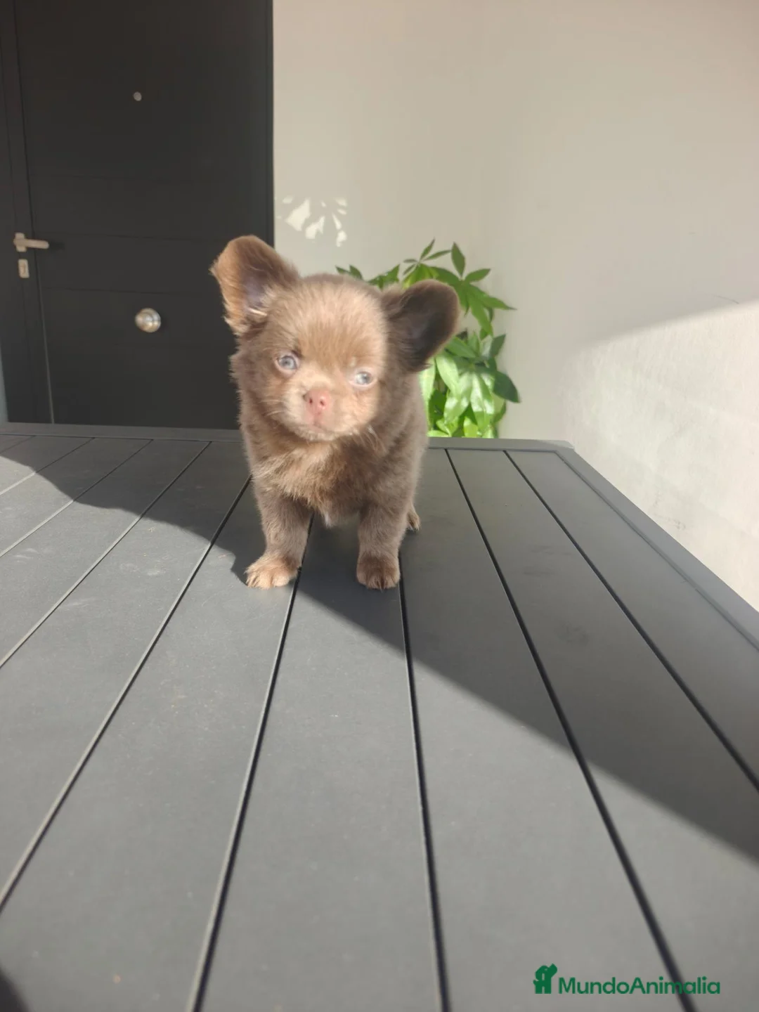 Chihuahua perros en venta: Chihuahua Lilac Pelo largo  - Anuncio 1