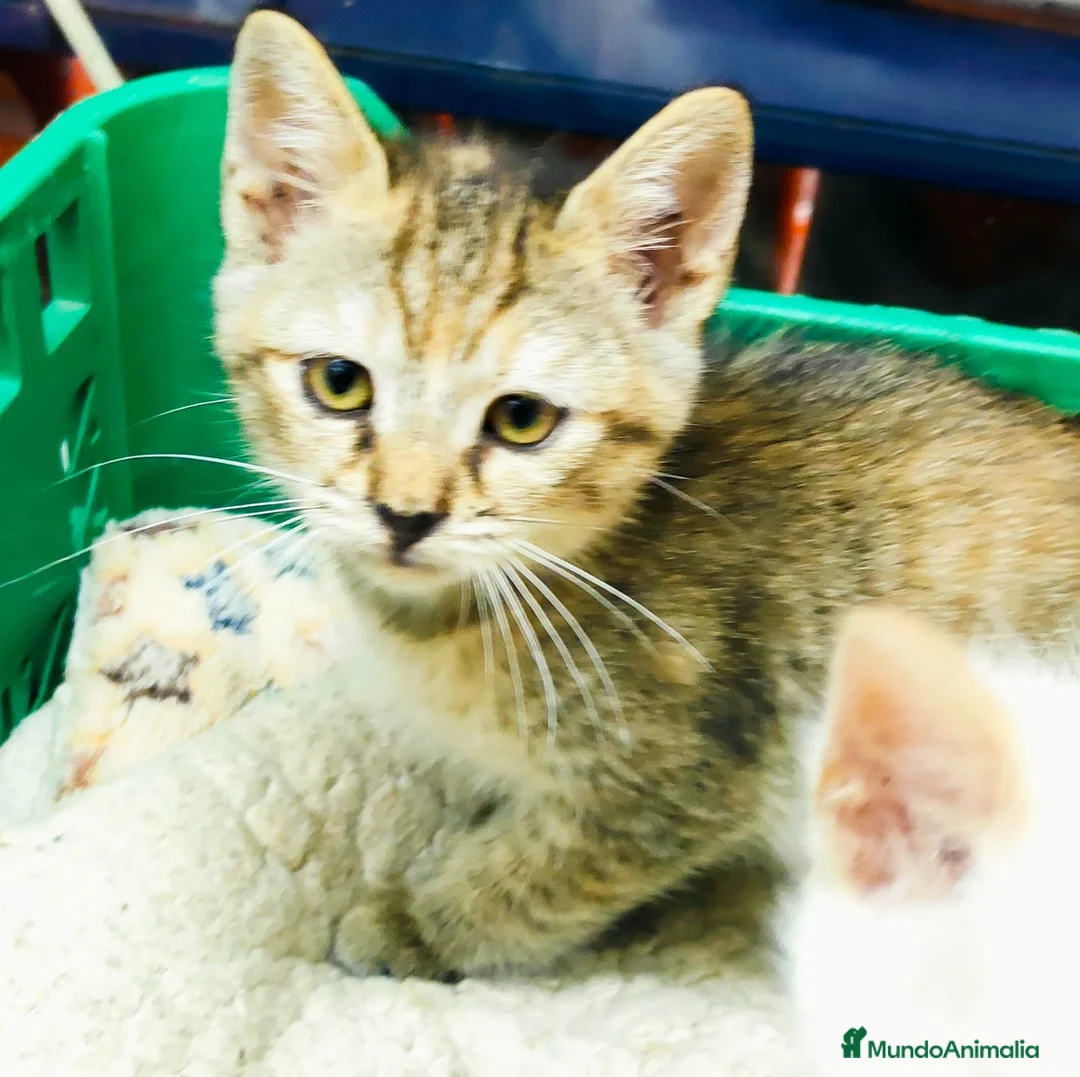 Raza Mixta gatos en venta: Gatitas comunes - Anuncio 2