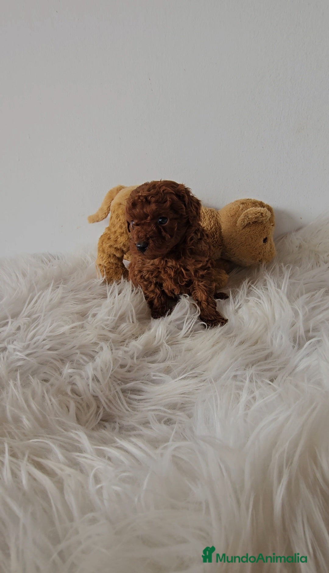 Caniche Toy perros CANICHES LINEA ASIÁTICA  - Anuncio 1