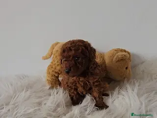 Caniche Toy perros CANICHES LINEA ASIÁTICA - Anuncio 1