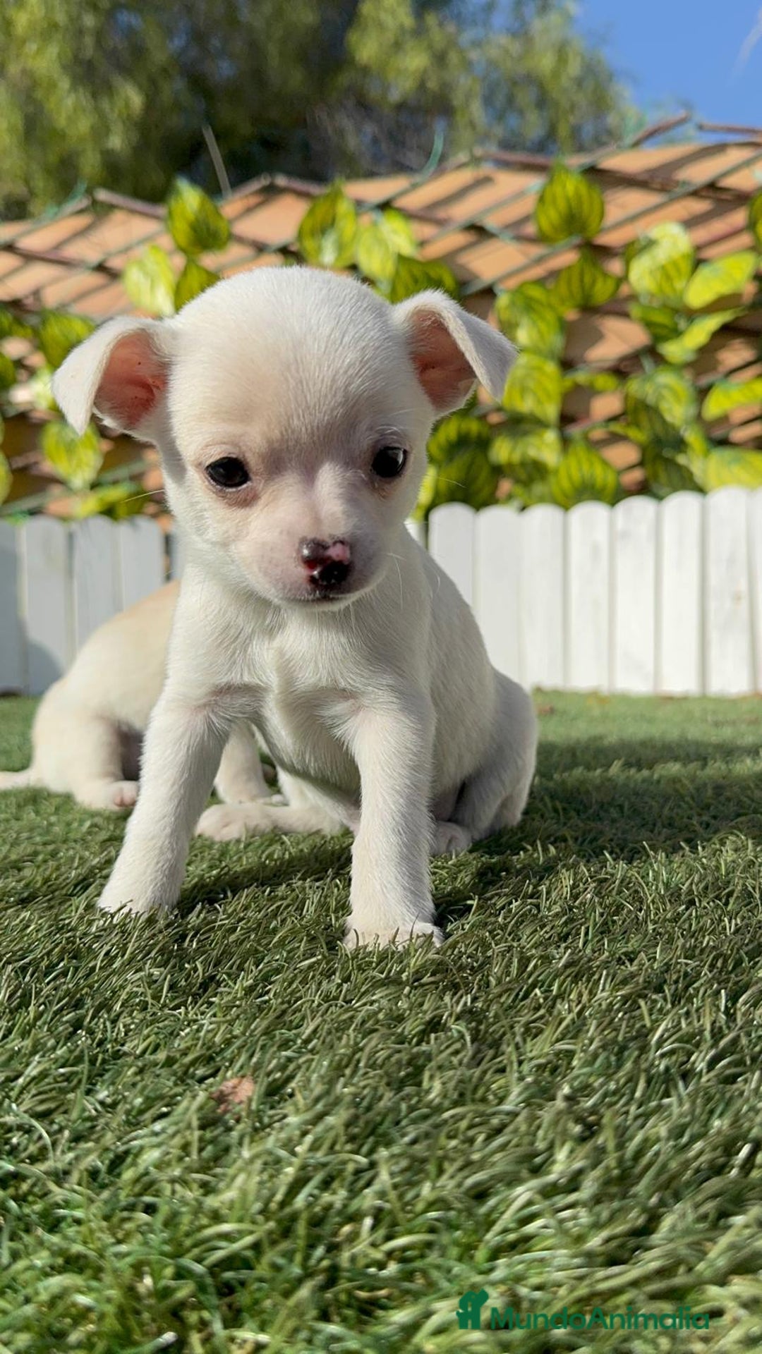 Chihuahua perros en venta: CHIHUAHUA MACHO - Anuncio 1