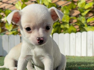 Chihuahua perros CHIHUAHUA MACHO - Anuncio 3