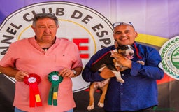 Bull Terrier Miniatura perros en venta: Bullterrier miniatura macho - Imagen 2