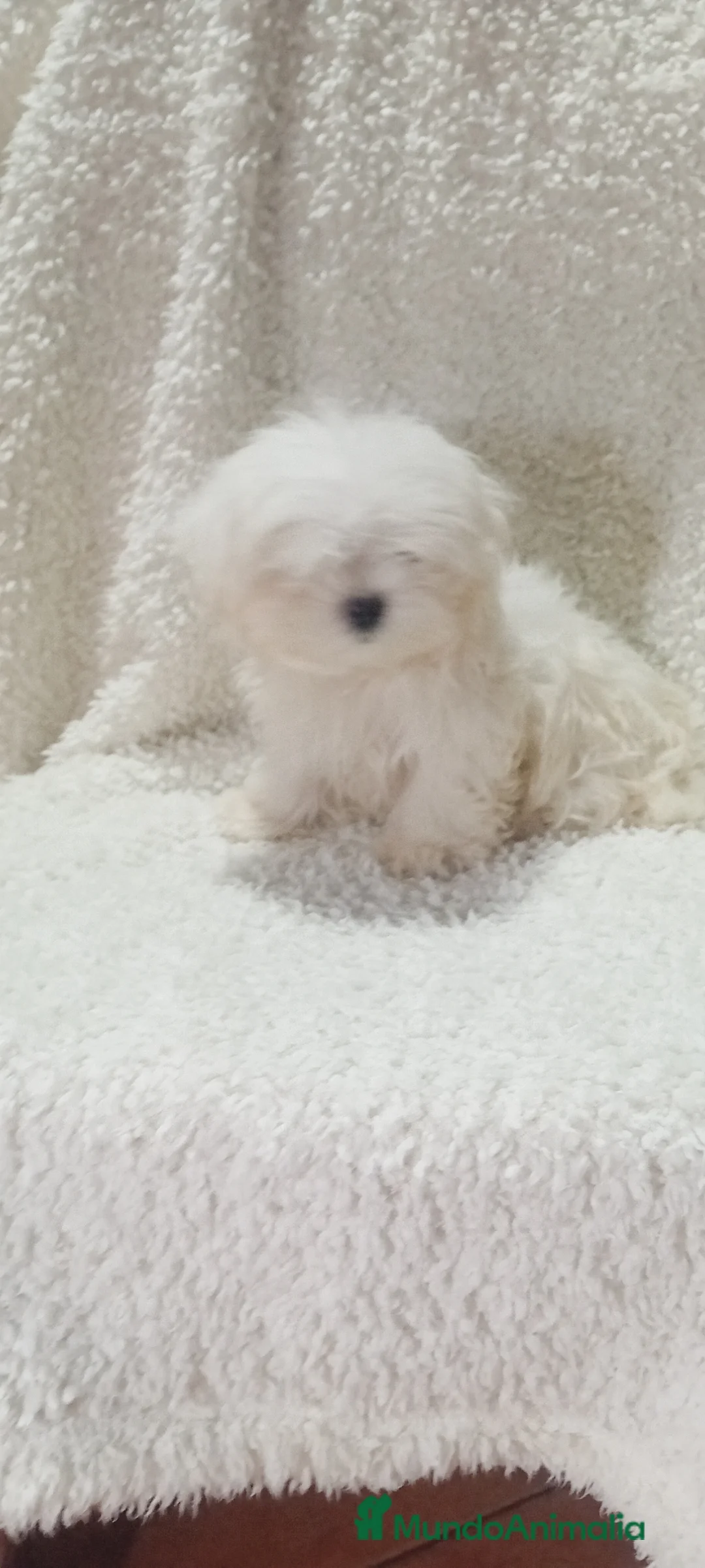 Bichón Maltés perros en venta: ‼️‼️PRECIOSA CAMADA DE BICHÓN MALTES COREANO TOY  - Anuncio 3