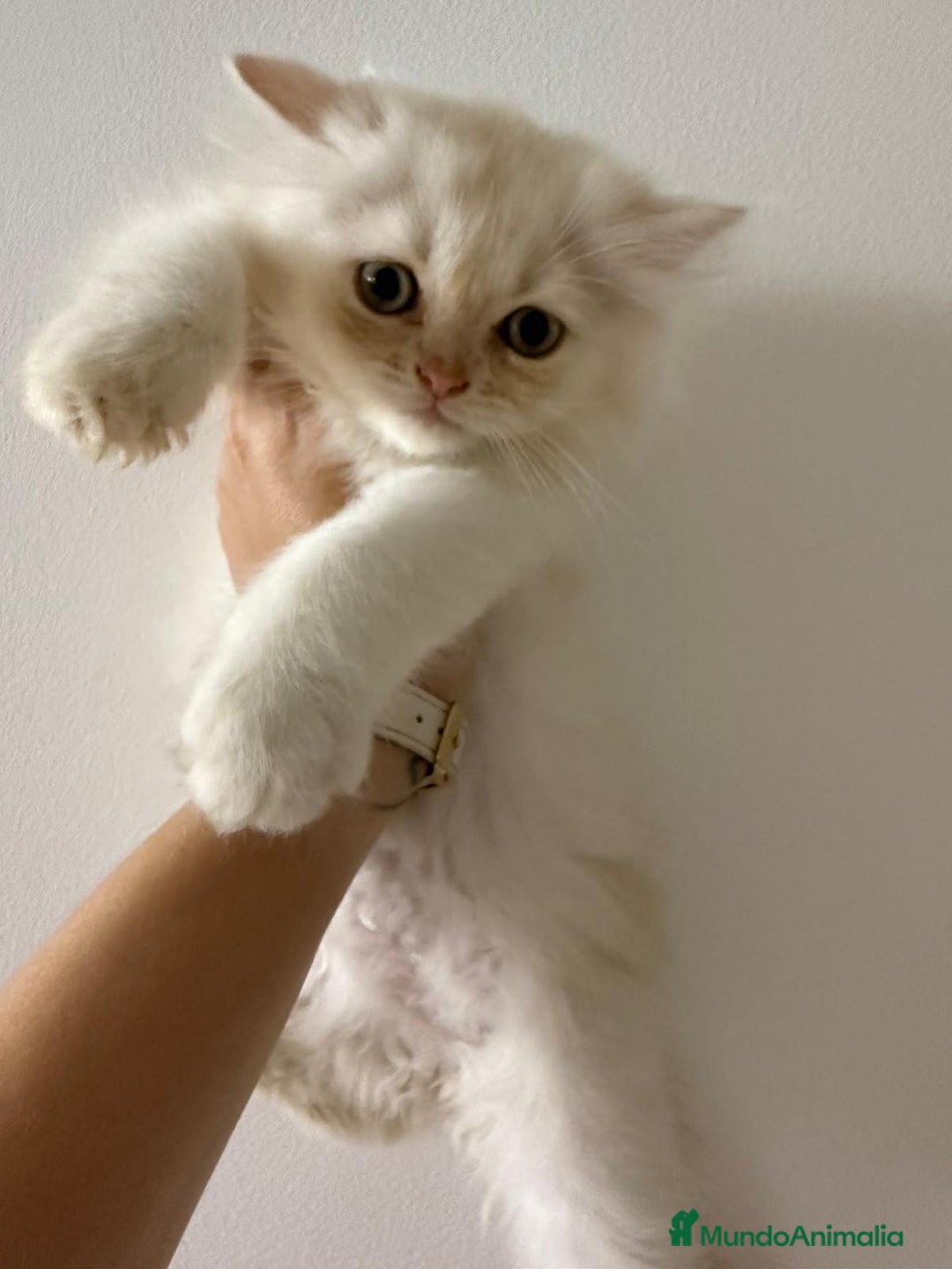Persa gatos en venta: Gata persa - Imagen 4