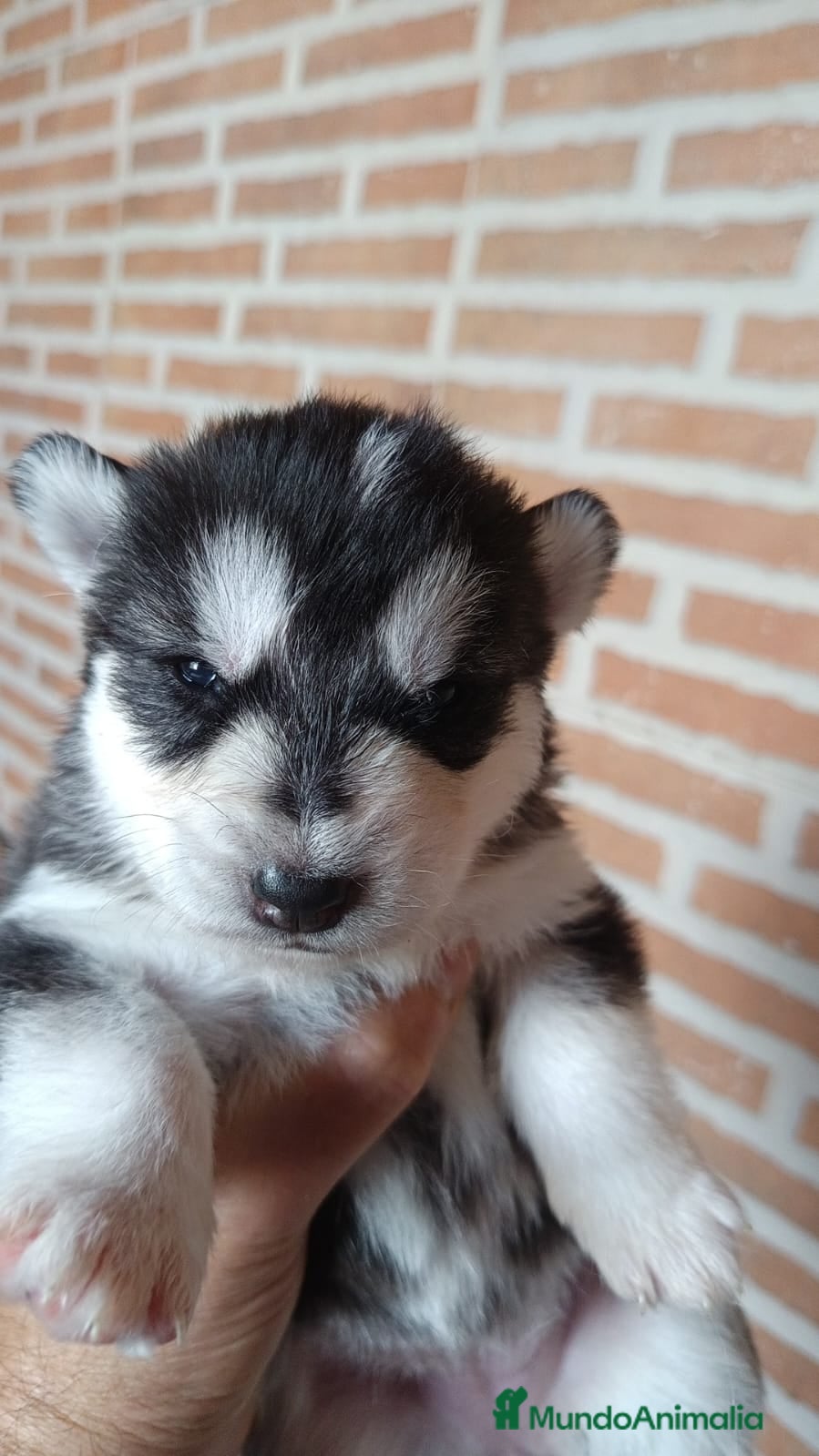 Husky Siberiano perros Husky siberiano  - Anuncio 8