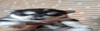 Husky Siberiano Cachorro 1