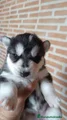 Husky Siberiano Cachorro 1