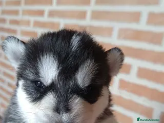 Husky Siberiano perros Husky siberiano - Anuncio 8