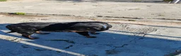 Rottweiler perros en venta: 2 Últimos machos de Rottwailer - Anuncio 15