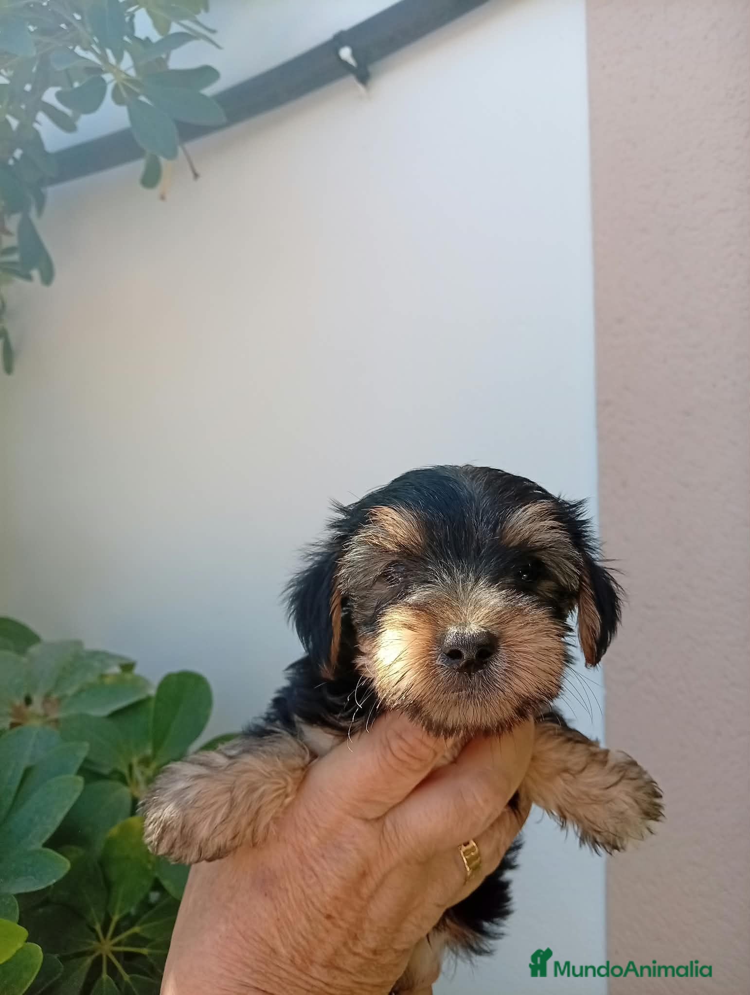 Yorkshire Terrier perros Yorkshire toy - Anuncio 4