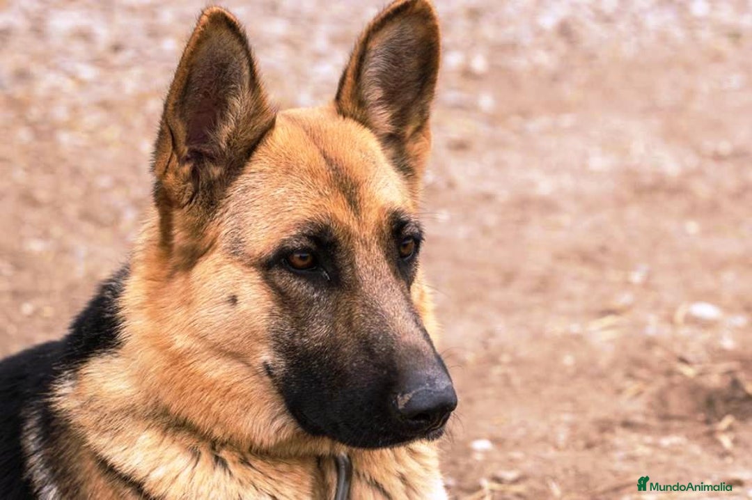 Pastor Alemán perros en venta: CACHORROS PASTOR ALEMÁN - Anuncio 1