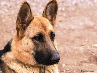 Pastor Alemán perros CACHORROS PASTOR ALEMÁN - Anuncio 1