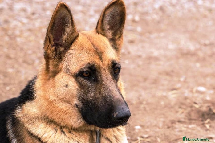 Pastor Alemán perros CACHORROS PASTOR ALEMÁN - Anuncio 1