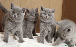 Británico de Pelo Corto Azul gatos en venta: British Shorthair  - Anuncio 14