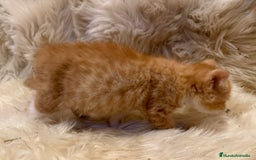 Británico de Pelo Corto gatos en venta: Hembra British Bicolor - Anuncio 6