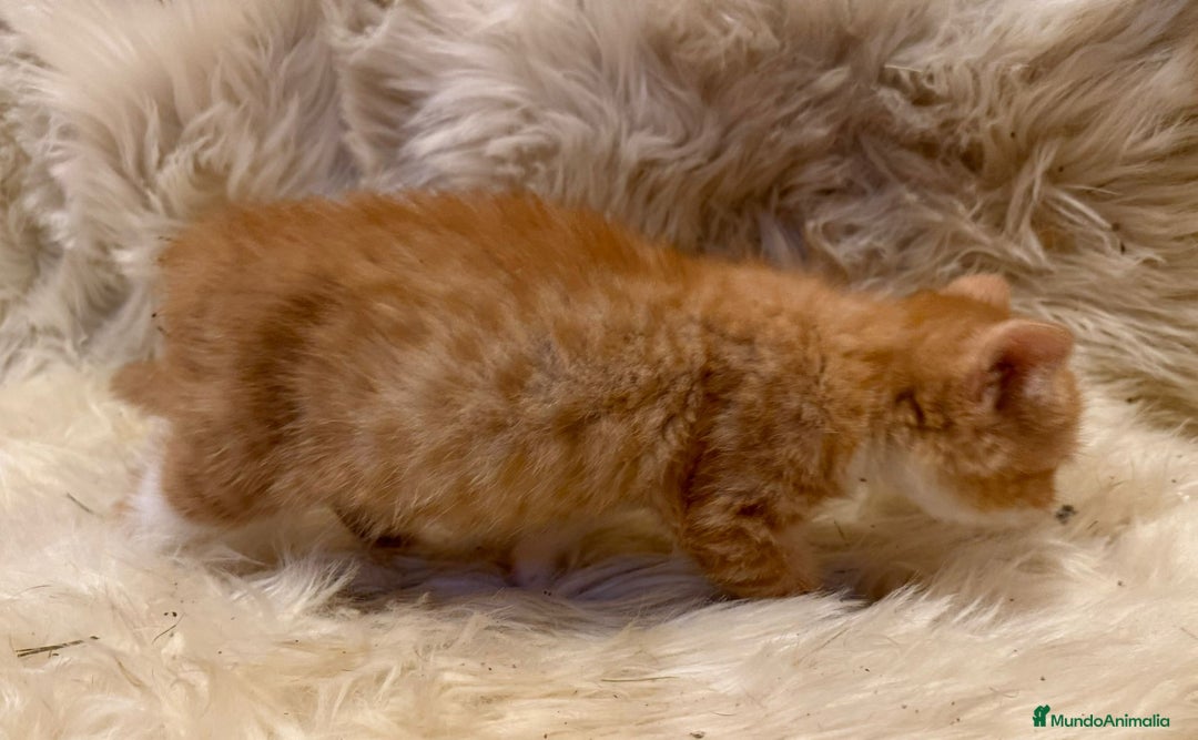 Británico de Pelo Corto gatos en venta: Hembra British Bicolor - Anuncio 6