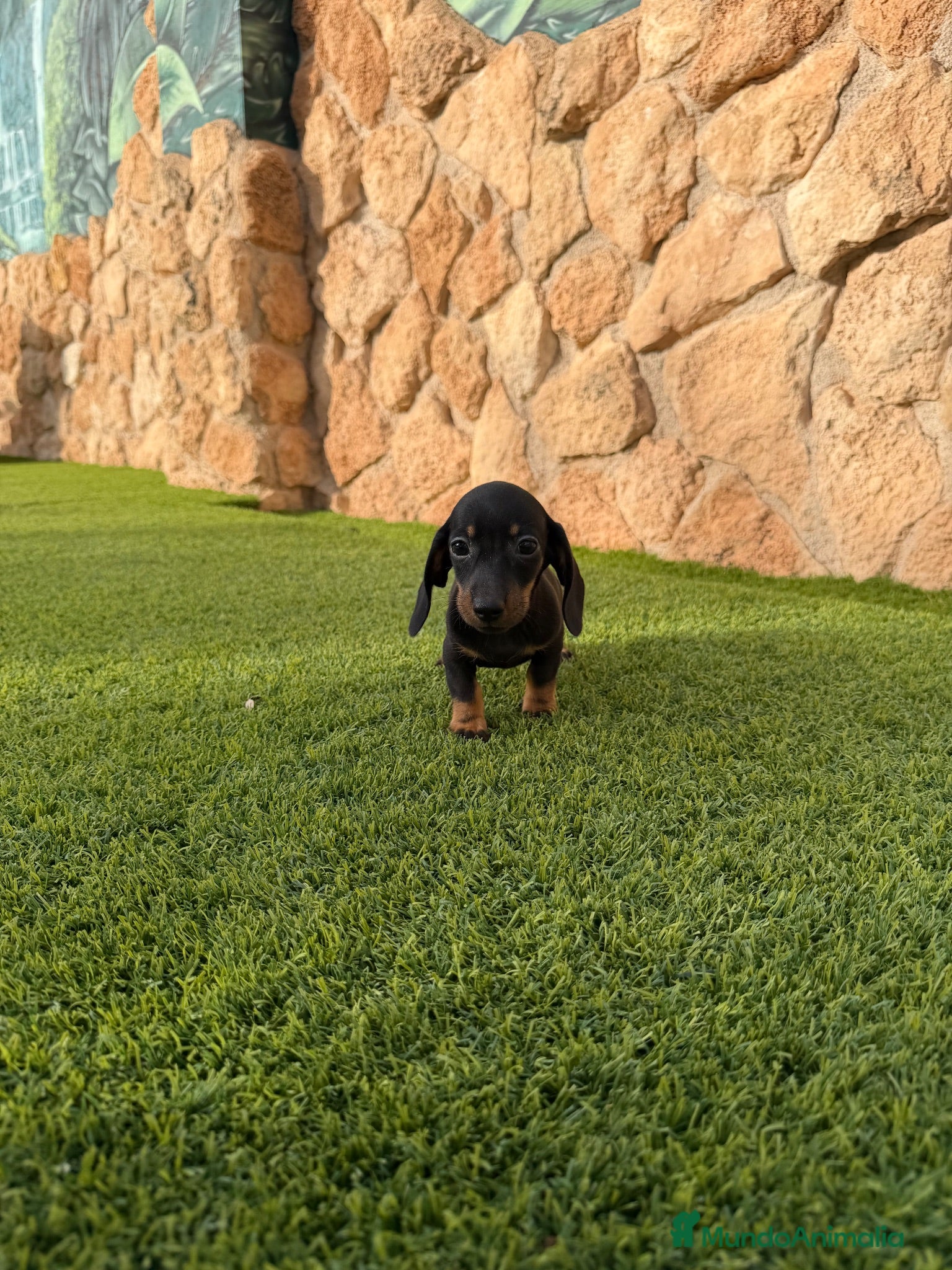 Teckel Miniatura perros Excelente camada Teckel kaninchen - Anuncio 2
