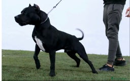 American Pit Bull Terrier perros en venta: American pitbull hembra de pitbull diamante unico  - Imagen 11