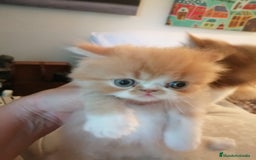 Persa gatos en venta: Persa Exótico Hembra - Imagen 2