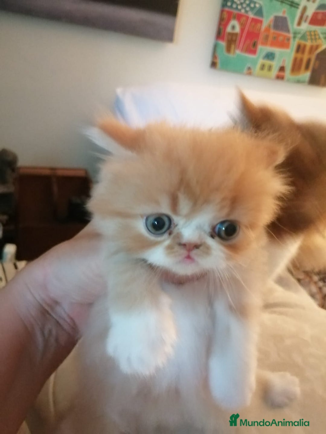 Persa gatos en venta: Persa Exótico Hembra - Imagen 2