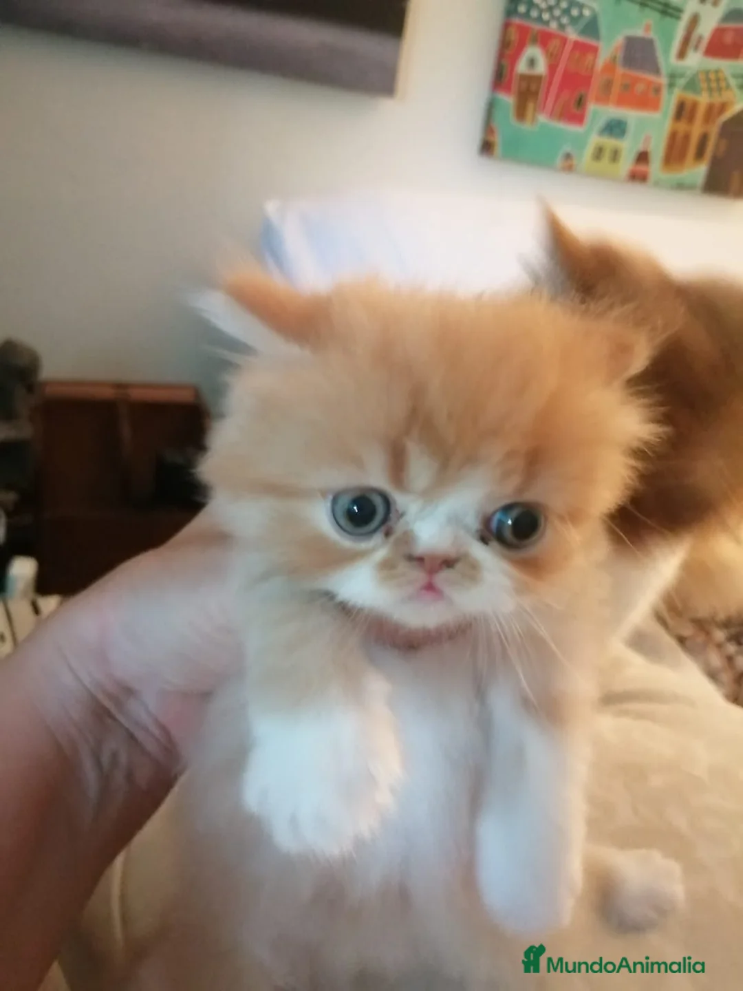 Persa gatos en venta: Persa Exótico Hembra - Anuncio 2