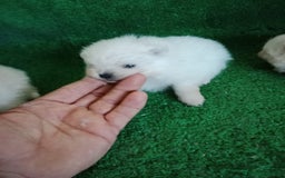 Pomerania perros en venta: Camadas de Pomerania - Anuncio 4