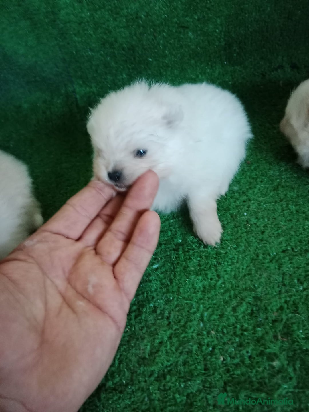 Pomerania perros en venta: Camadas de Pomerania - Anuncio 4