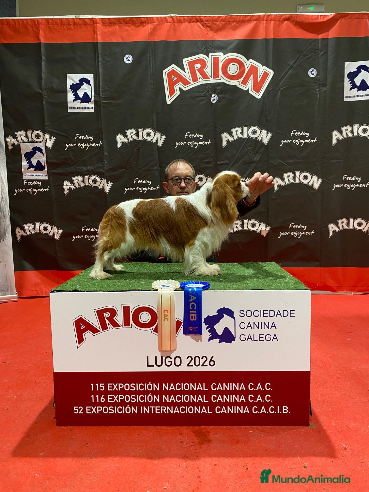 Cavalier King Charles Spaniel perros Camada Cavalier King Charles  - Anuncio 1