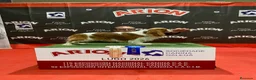 Cavalier King Charles Spaniel perros en venta: Camada Cavalier King Charles  - Anuncio 1
