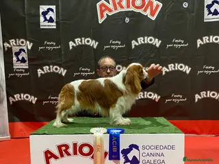 Cavalier King Charles Spaniel perros Camada Cavalier King Charles - Anuncio 1