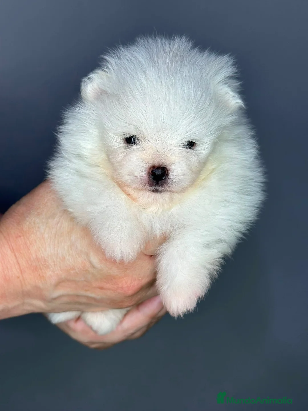 Pomerania perros en venta: Preciosos Pomerania disponibles  - Anuncio 6