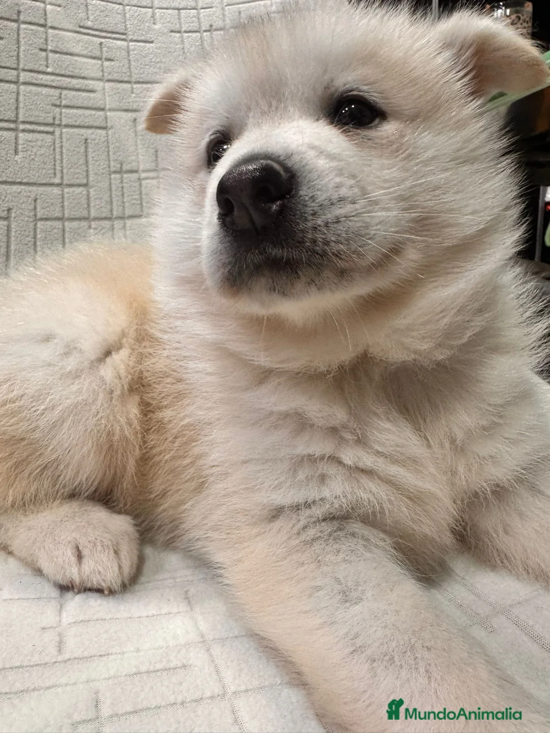 Pomsky perros en venta: Cachorro macho de Pomsky  - Anuncio 16