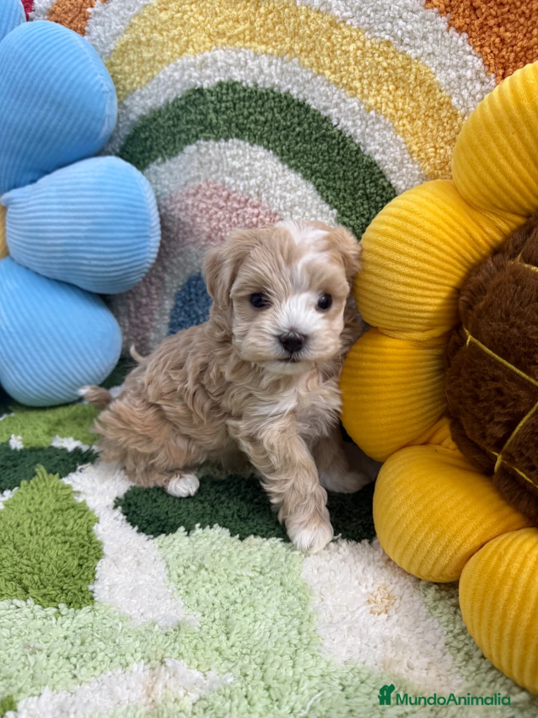 Maltipoo perros en venta: Maltipoo Mini Toy - Anuncio 2