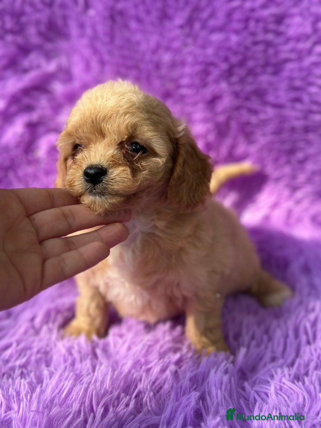 Maltipoo perros en venta: Maltipoo apricot - Imagen 8