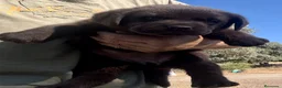 Labrador Retriever perros en venta: Labradores chocolates y negros - Anuncio 9