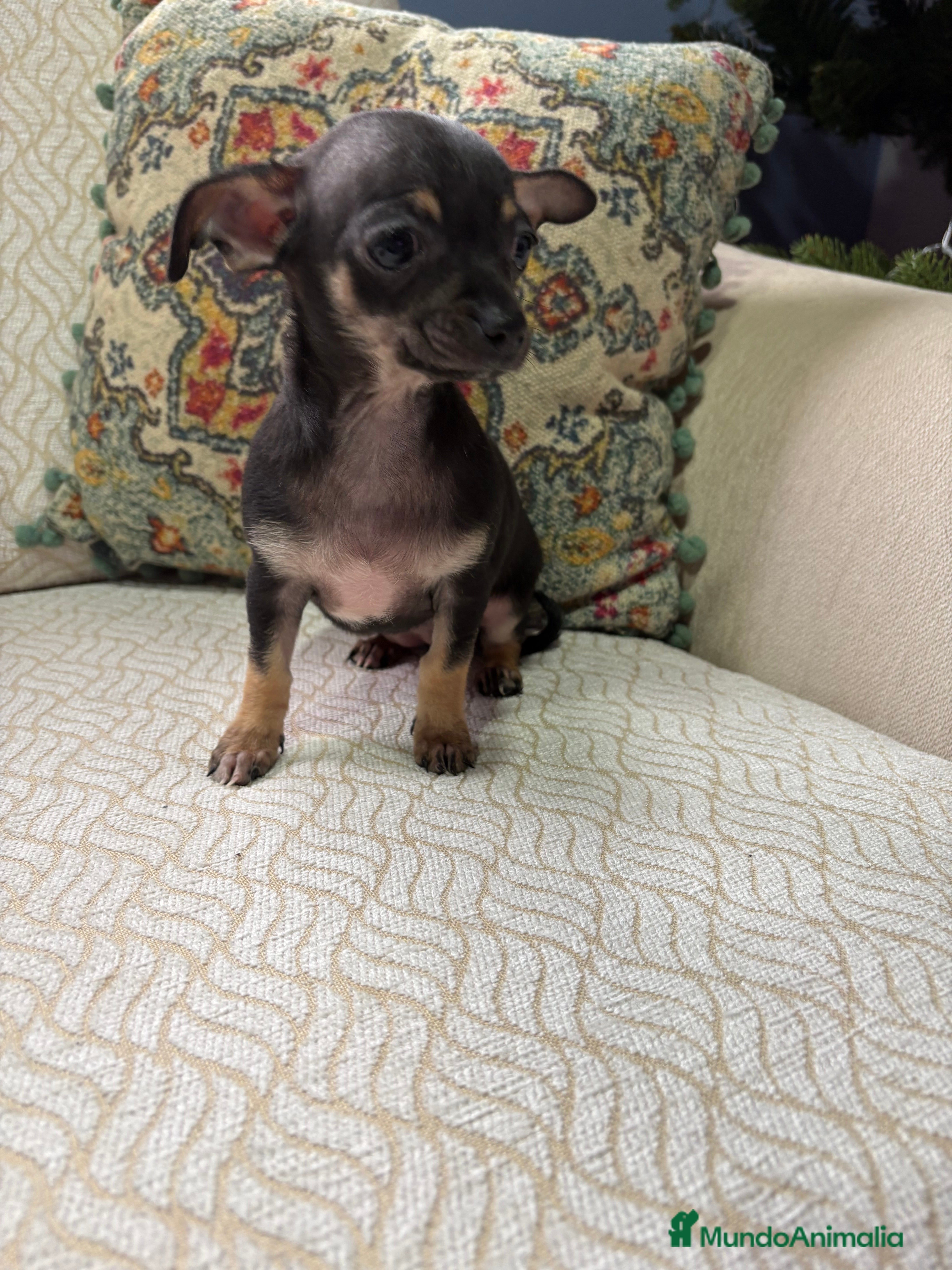 Chihuahua perros Chihuahua Toy hembra negro - Anuncio 1