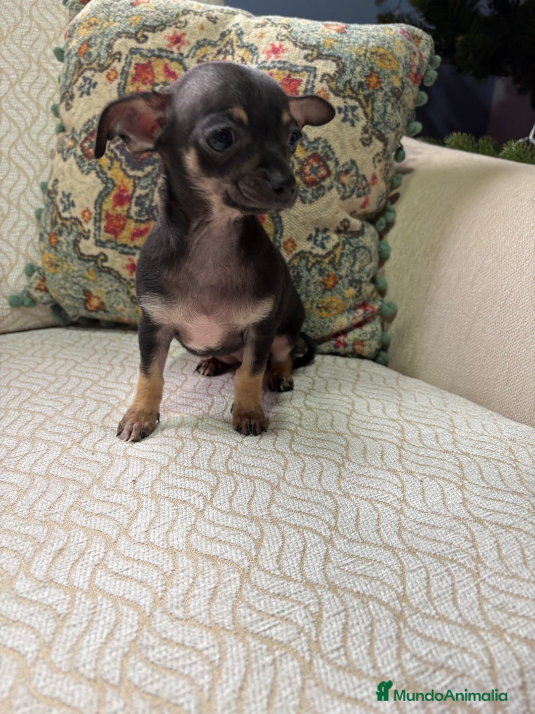Chihuahua perros en venta: Chihuahua Toy hembra negro - Anuncio 1
